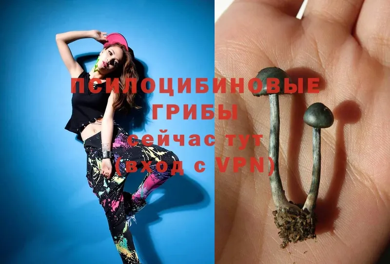 Псилоцибиновые грибы MAGIC MUSHROOMS  цена   Ершов 